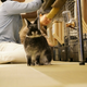 Image for article titled A Visit to Japan's Bunny Cafes